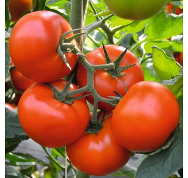 Томат Тобольськ F1, Bejo