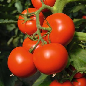 Томат Тойво F1, Bejo