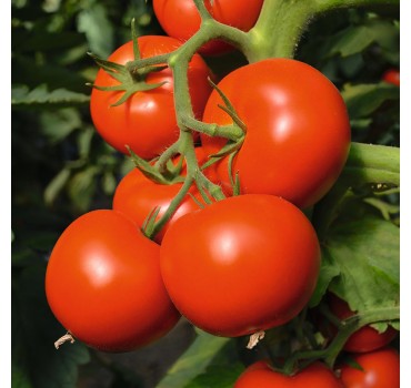 Томат Тойво F1, Bejo