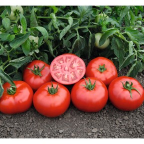 Томат Томск F1, Bejo