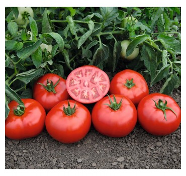 Томат Томск F1, Bejo