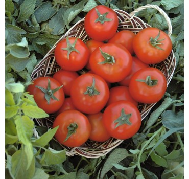 Томат Топспорт F1, Bejo