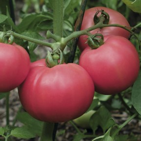 Томат Торбей F1, Bejo