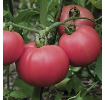 Томат Торбей F1, Bejo