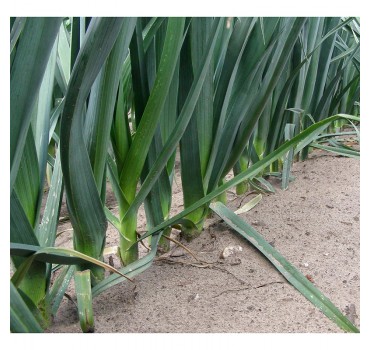 Цибуля  Джампер F1, Bejo