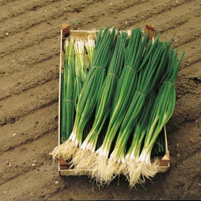 Цибуля Параде, Bejo