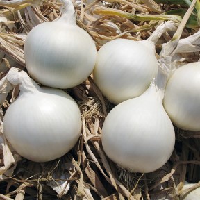 Цибуля Айсперл F1, Bejo