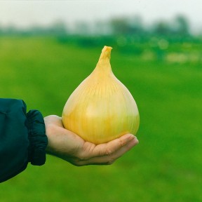 Цибуля Ексібішн, Bejo