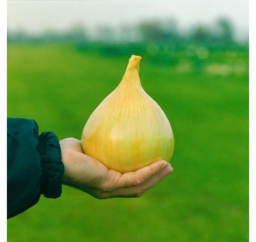 Цибуля Ексібішн, Bejo