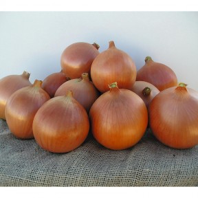 Цибуля Катінка F1, Bejo