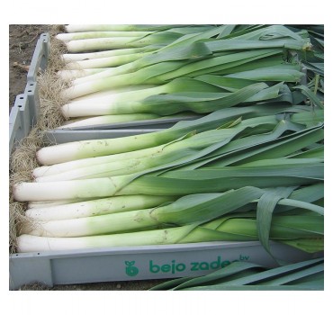 Цибуля Колумбус, Bejo Цибуля Колумбус, Bejo