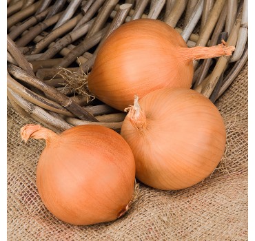 Цибуля Манас F1, Bejo