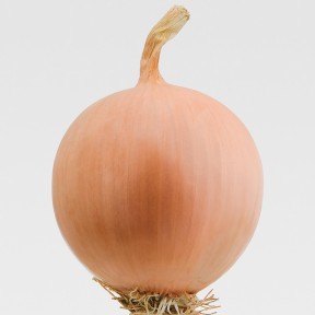 Цибуля Песо F1, Bejo Цибуля Песо F1, Bejo