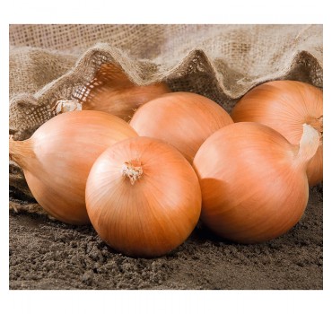 Цибуля Роухайд F1, Bejo