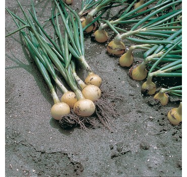 Цибуля Свіфт, Bejo