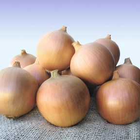 Цибуля Сибір, Bejo