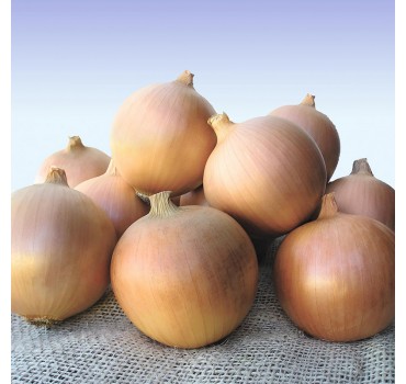 Цибуля Сибір, Bejo