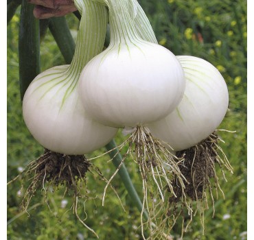 Цибуля Хієло, Bejo Цибуля Хієло, Bejo