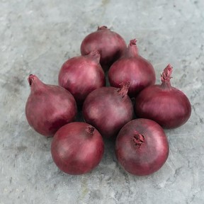 Цибуля Ред Барон, Bejo