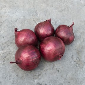 Цибуля Ред Рум F1, Bejo