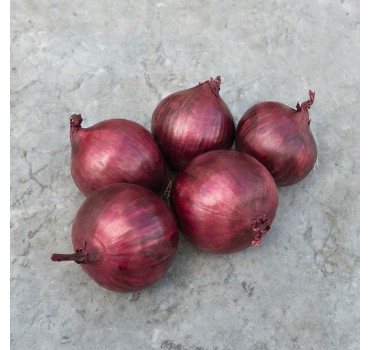 Цибуля Ред Рум F1, Bejo