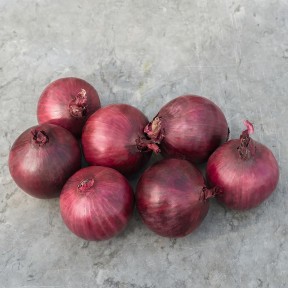 Цибуля Робін, Bejo