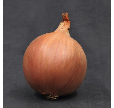 Цибуля Шерман F1, Bejo