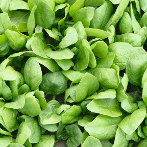 Шпинат Рембрандт F1, Bejo