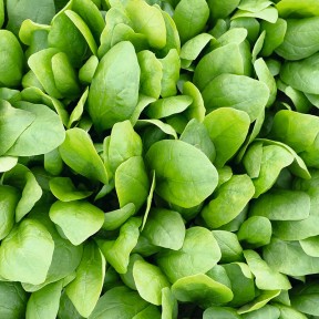 Шпинат Спірос F1, Bejo Шпинат Спірос F1, Bejo