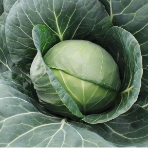 Капуста Фарао F1, Bejo