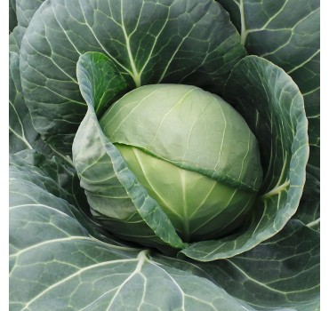 Капуста Фарао F1, Bejo