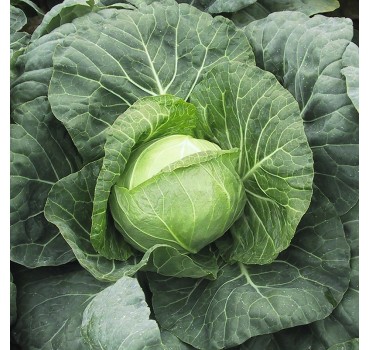 Капуста Парел F1, Bejo