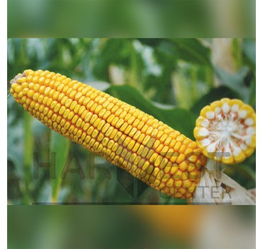 ДН Синевир ФАО 190 – кукурудза, Рост Агро ДН Синевир ФАО 190 – кукурудза, Рост Агро