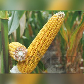 ДН Галатея ФАО 260 - кукуруза, Рост Агро