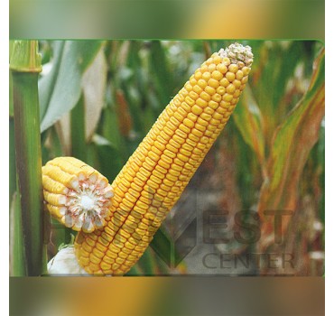 ДН Галатея ФАО 260 – кукурудза, Рост Агро