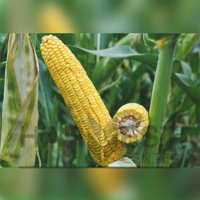 ДН Джулия ФАО 340 - кукуруза, Рост Агро