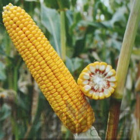 ДН Пивиха ФАО 180 - кукуруза, Рост Агро