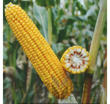 ДН Пивиха ФАО 180 – кукурудза, Рост Агро ДН Пивиха ФАО 180 – кукурудза, Рост Агро