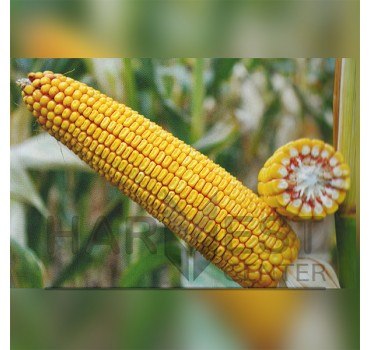 ДН Зоряна ФАО 210 – кукурудза, Рост Агро ДН Зоряна ФАО 210 – кукурудза, Рост Агро