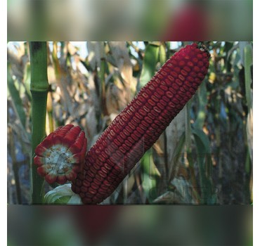 ДН Рубін ФАО 290 – кукурудза, Рост Агро