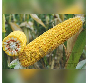 ДБ Хотин ФАО 280 – кукурудза, Рост Агро ДБ Хотин ФАО 280 – кукурудза, Рост Агро
