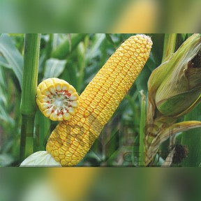 ДН Аджамка ФАО 320 - кукуруза, Рост Агро