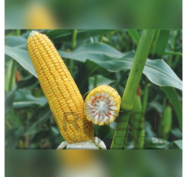 ДН Софія ФАО 430 – кукурудза, Рост Агро ДН Софія ФАО 430 – кукурудза, Рост Агро