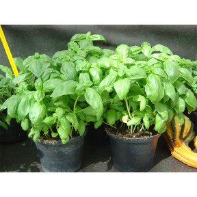 Базилік Едвіна, Enza Zaden