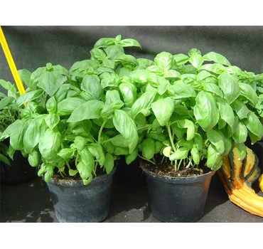 Базилік Едвіна, Enza Zaden