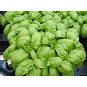 Базилік Емілі, Enza Zaden