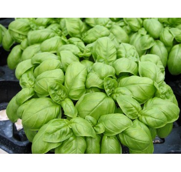 Базилік Емілі, Enza Zaden