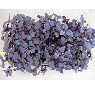 Базилік Розі, Enza Zaden