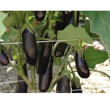 Баклажан Дестан F1, Enza Zaden Баклажан Дестан F1, Enza Zaden