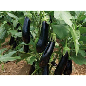 Баклажан Мабел F1, Enza Zaden